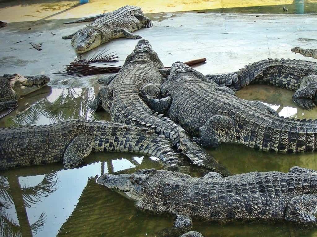 Teluk Sengat Crocodile Farm