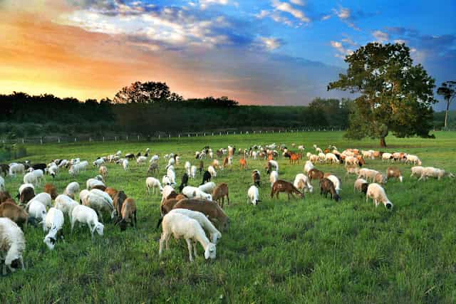 kluang uk farm