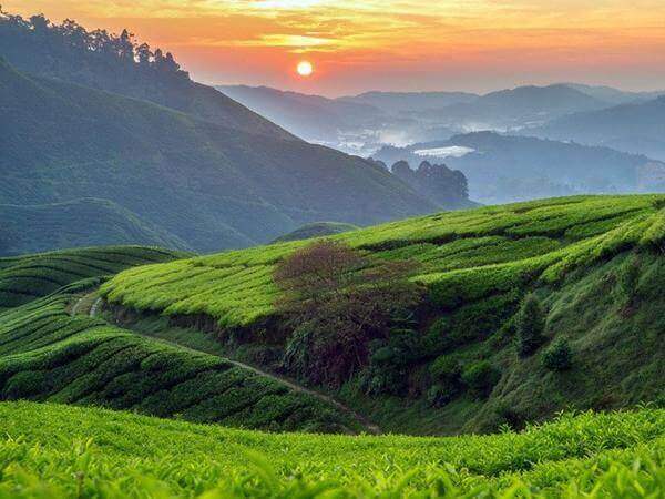 singapore to cameron highlands